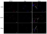 ATP1A1 Antibody in Immunocytochemistry (ICC/IF)