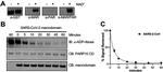 GST Tag Antibody in Western Blot (WB)