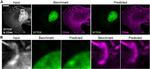 CD44 Antibody in Immunocytochemistry (ICC/IF)