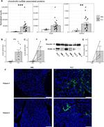 Vinculin Antibody in Western Blot (WB)