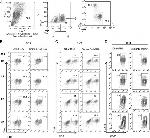 CD25 Antibody in Flow Cytometry (Flow)