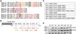 Actin Antibody in Western Blot (WB)