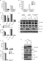 Actin Antibody in Western Blot (WB)