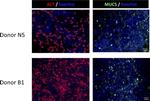 MUC5AC Antibody in Immunocytochemistry (ICC/IF)