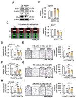 Ubiquitin C Antibody in Western Blot (WB)