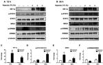 ErbB2 (HER-2) Antibody in Western Blot (WB)