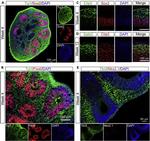 Nkx2.1 Antibody in Immunocytochemistry (ICC/IF)