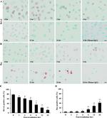 Bax Antibody in Immunocytochemistry (ICC/IF)