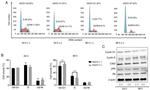 Cyclin D1 Antibody in Western Blot (WB)