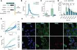 Flotillin 1 Antibody in Western Blot (WB)