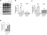 Phospho-Syk (Tyr525, Tyr526) Antibody in Western Blot (WB)