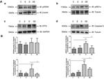 Phospho-IRE1 alpha (Ser724) Antibody in Western Blot (WB)