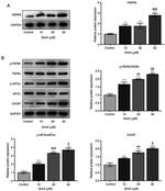 CHOP Antibody in Western Blot (WB)