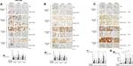 Phospho-PERK (Thr980) Antibody in Immunohistochemistry (IHC)