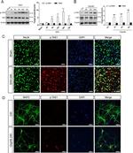 Phospho-TAK1 (Thr184, Thr187) Antibody in Western Blot, Immunohistochemistry (Frozen) (WB, IHC (F))