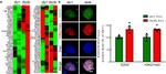 EZH2 Antibody in Immunocytochemistry (ICC/IF)