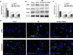 Podocin Antibody in Western Blot (WB)