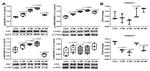 Phospho-p38 MAPK alpha (Thr180, Tyr182) Antibody in Western Blot (WB)