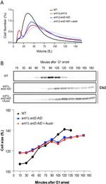 V5 Tag Antibody in Western Blot (WB)