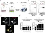 GFP Antibody in Immunocytochemistry (ICC/IF)