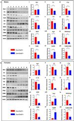 iNOS Antibody in Western Blot (WB)