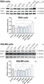 beta Actin Antibody in Western Blot (WB)