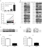 beta Tubulin Loading Control Antibody in Western Blot (WB)