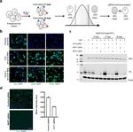 Tau Antibody in Immunocytochemistry (ICC/IF)