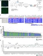 Tau Antibody in Immunocytochemistry (ICC/IF)