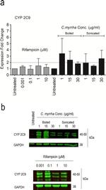 CYP2C9 Antibody in Western Blot (WB)