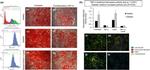 GLUT4 Antibody in Immunocytochemistry (ICC/IF)