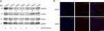 HDAC2 Antibody in Western Blot (WB)