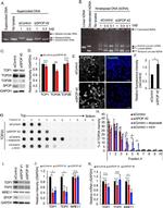 TOP2B Antibody in Western Blot (WB)