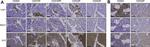 REST Antibody in Immunohistochemistry (IHC)