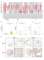 MCAK Antibody in Immunohistochemistry (IHC)