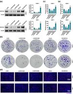 SETD1A Antibody in Western Blot (WB)