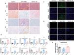 IL24 Antibody in Immunohistochemistry (Paraffin) (IHC (P))