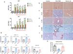 IL24 Antibody in Immunohistochemistry (Paraffin) (IHC (P))