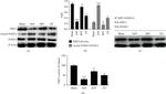 SIRT1 Antibody in Western Blot (WB)