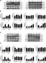 NGF Antibody in Western Blot (WB)