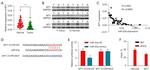 WT1 Antibody in Western Blot (WB)