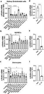 IL-18 Antibody in Neutralization (Neu)