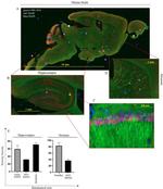 NeuN Antibody in Immunohistochemistry (Paraffin) (IHC (P))