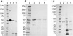 AKR1B10 Antibody in Western Blot (WB)