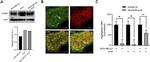 ICAM-1 Antibody in Western Blot, Immunocytochemistry, Neutralization (WB, ICC/IF, Neu)