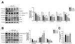 ICAM-1 Antibody in Western Blot (WB)