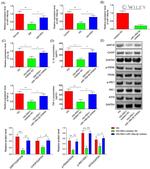 IRE1 alpha Antibody in Western Blot (WB)