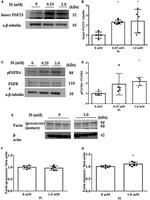 Furin Antibody in Western Blot (WB)