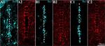 GFAP Antibody in Immunohistochemistry (IHC)