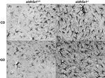 GFAP Antibody in Immunohistochemistry (IHC)